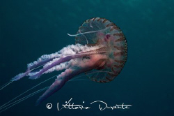 Jellyfish by Vittorio Durante 